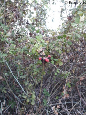 autumn eco tour berries2